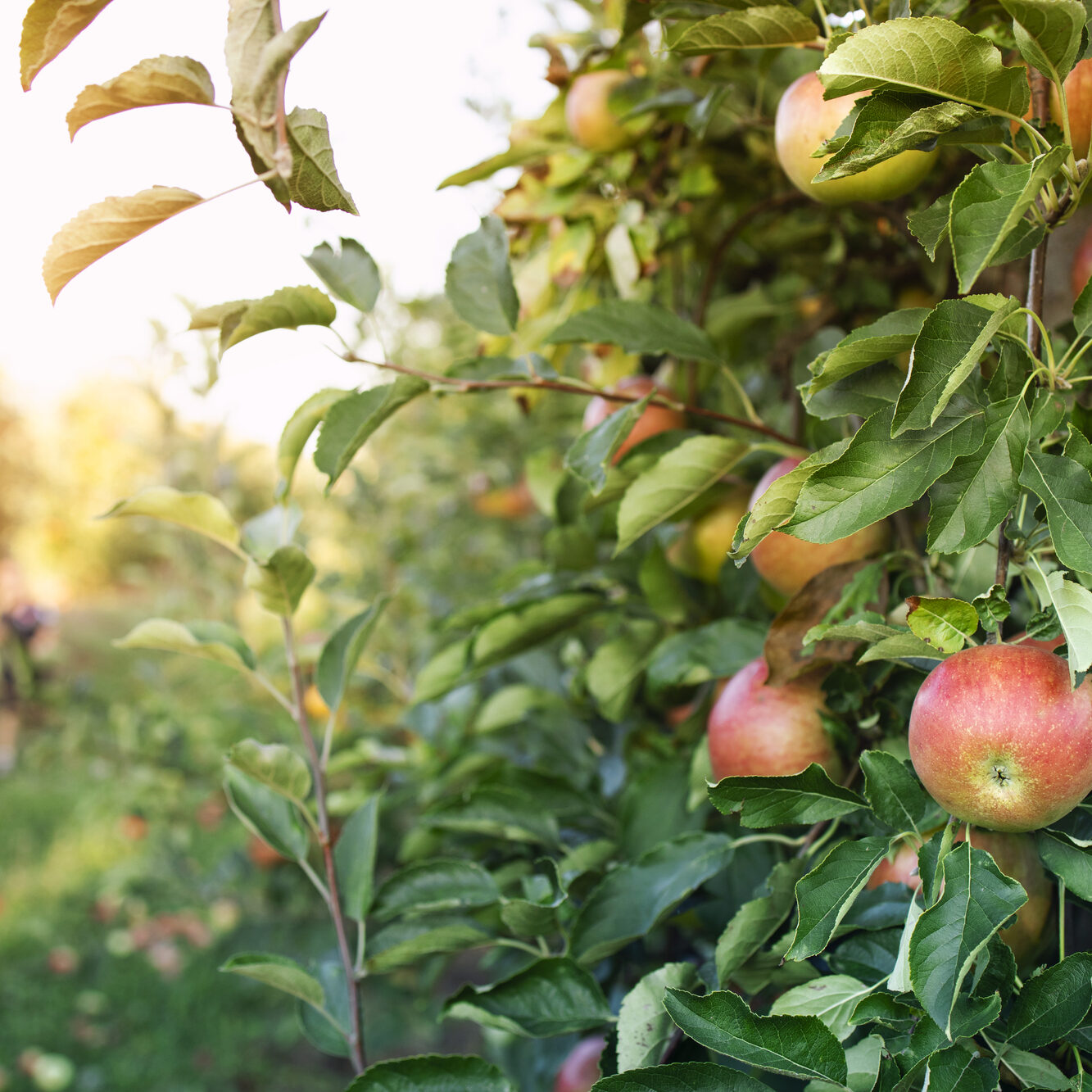 Apple orchard.